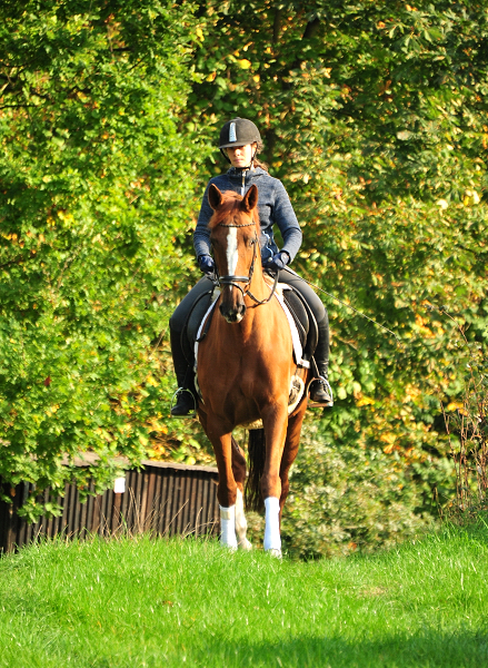 Kavalou von Shavalou u.d. Kalmar v. Exclusiv - Foto: Beate Langels - Trakehner Gestt Hmelschenburg