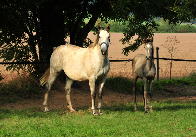 TeaCup v. Exclusiv x Summertime - Foto: Beate Langels - Trakehner Gestt Hmelschenburg