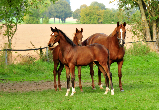 Klassic Motion mit Klassic's Zauberei und Karidia - Foto: Beate Langels - Trakehner Gestt Hmelschenburg