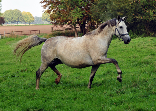 TeaCup v. Exclusiv x Summertime - Foto: Beate Langels - Trakehner Gestt Hmelschenburg