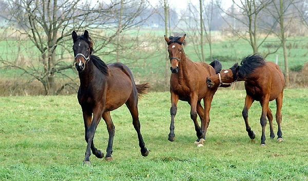 Jhrlingshengste von Summertime und Showmaster, Gestt Hmelschenburg im Herbst 2009, Foto: Beate Langels