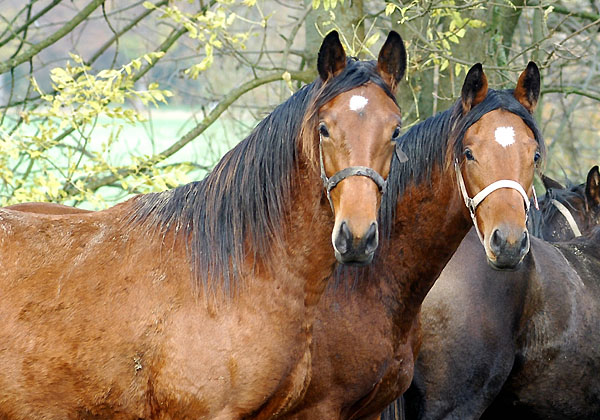 Jhrlingshengste v. Summertime x Herzruf und Showmaster x Tuareg, Gestt Hmelschenburg im Herbst 2009, Foto: Beate Langels