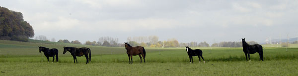  - Trakehner Gestt Hmelschenburg - Foto: Beate Langels