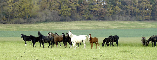  - Trakehner Gestt Hmelschenburg - Foto: Beate Langels