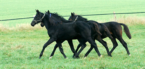 Unsere Neuzugnge: v.l.n.re: Hengst v. Alter Fritz, Sir Moon v. Symont u. Hf. v. Goldschmidt, Trakehner Gestt Hmelschenburg im Herbst 2009, Foto: Beate Langels