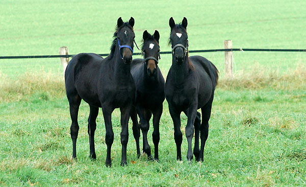 on the left side: Sir Moon by Symont - Trakehner Gestt Hmelschenburg im Herbst 2009, Foto: Beate Langels