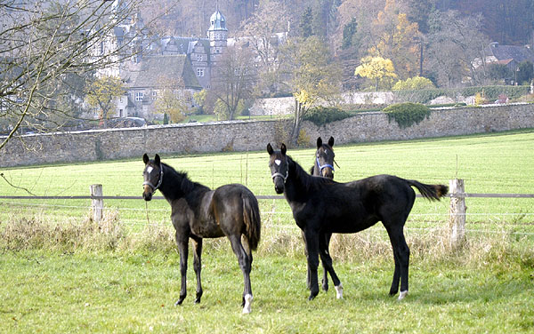 v.l.n.re: Sir Moon v. Symont, Hf. v. Goldschmidt und Hf. v. Alter Fritz - Trakehner Gestt Hmelschenburg im Herbst 2009, Foto: Beate Langels