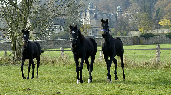 v.l.n.re: Hf. v. Goldschmidt und Hf. v. Alter Fritz  und Sir Moon v. Symont - Trakehner Gestt Hmelschenburg im Herbst 2009, Foto: Beate Langels