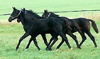 Herbst 2009 im Trakehner Gestüt Hämelschenburg