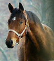 Herbst 2009 im Trakehner Gestüt Hämelschenburg