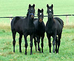 Herbst 2009 im Trakehner Gestüt Hämelschenburg