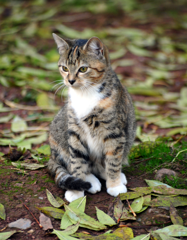 Aus unserer Katzenzucht - Trakehner Gestt Hmelschenburg - Beate Langels