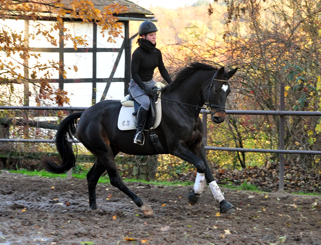 Kaiserherz - 3jhrige Trakehner Stute von Kostolany u.d. Kaiserspiel v. Exclusiv, 
Gestt Hmelschenburg - Beate Langels