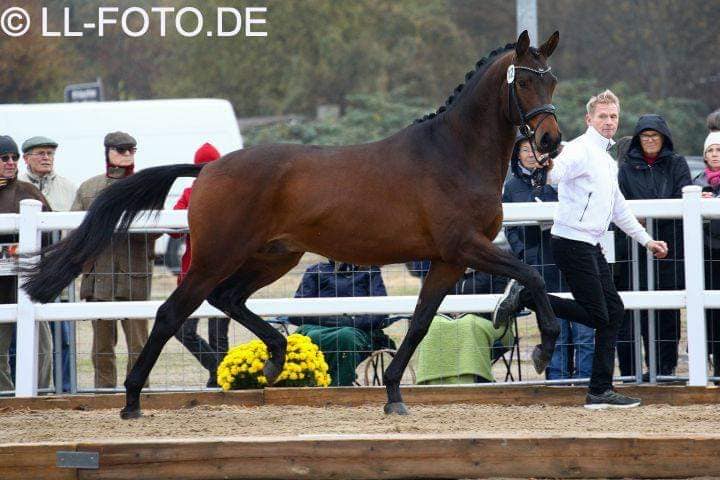 in Neumnster gekrt: Karakallis von High Motion - Trakehner Gestt Hmelschenburg - Beate Langels Foto Lewandowski