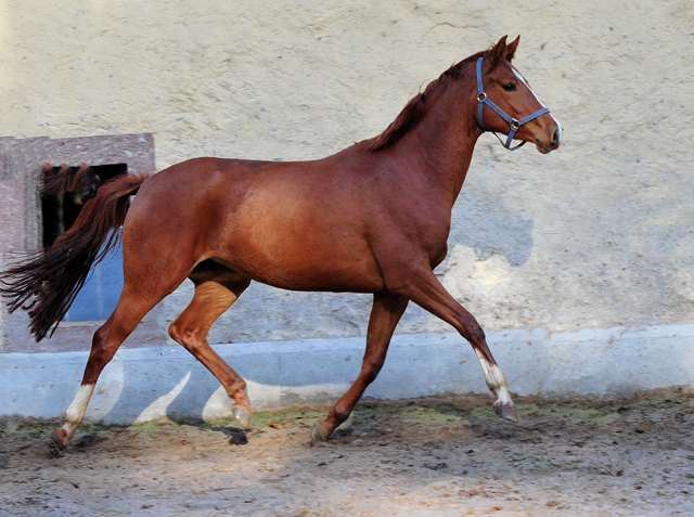 Glory Fire von Alter Fritz x Saint Cyr - Foto: Beate Langels - 
Trakehner Gestt Hmelschenburg