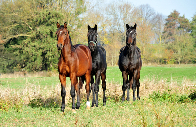 Jhrlingshengst von Saint Cyr u.d. Pr.A. TeaCup v. Exclusiv - Foto: Beate Langels
 - Trakehner Gestt Hmelschenburg