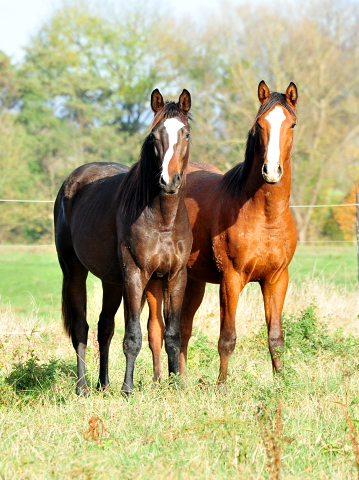 Unsere Jhrlingshengste von Saint Cyr und High Motion in den Emmerwiesen - Foto: Beate Langels - Trakehner Gestt Hmelschenburg