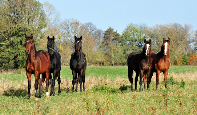 Jhrlingshengste von Saint Cyr und High Motion in Hmelschenburg - Foto: Beate Langels - 
Trakehner Gestt Hmelschenburg