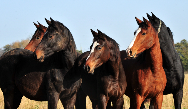 Jhrlingshengste von Saint Cyr und High Motion in Hmelschenburg - Foto: Beate Langels - 
Trakehner Gestt Hmelschenburg