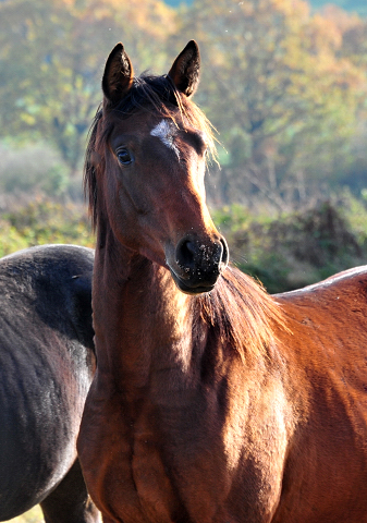 Jhrlingshengst von High Motion im November 2020 in Hmelschenburg - Trakehner Gestt Hmelschenburg - Beate Langels