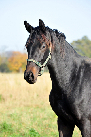 Jhrlingshengst von Saint Cyr u.d. Pr.St. Under the moon v. Easy Game - Foto: Beate Langels
 - Trakehner Gestt Hmelschenburg