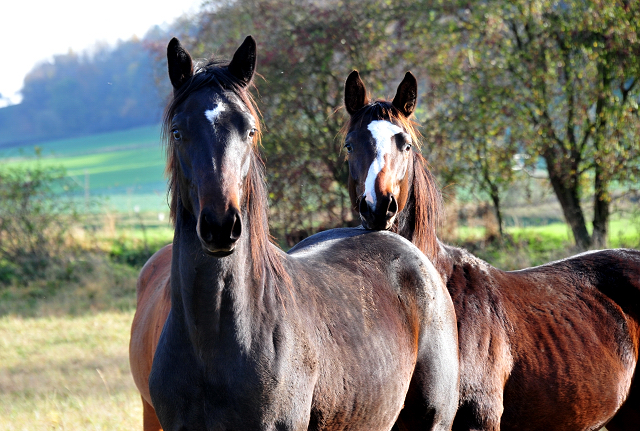 Jhrlingshengste von Saint Cyr und High Motion in Hmelschenburg - Foto: Beate Langels - 
Trakehner Gestt Hmelschenburg