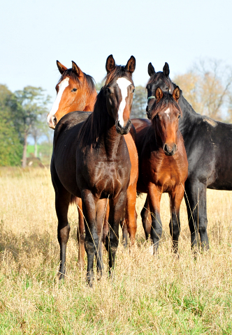 Jhrlingshengste von Saint Cyr und High Motion in Hmelschenburg - Foto: Beate Langels - 
Trakehner Gestt Hmelschenburg