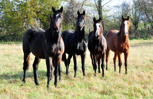 Jhrlingshengst von Saint Cyr u.d. Pr.St. Under the moon v. Easy Game - Foto: Beate Langels
 - Trakehner Gestt Hmelschenburg