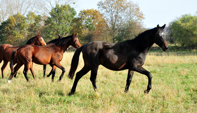 Jhrlingshengste von Saint Cyr und High Motion in Hmelschenburg - Foto: Beate Langels - 
Trakehner Gestt Hmelschenburg