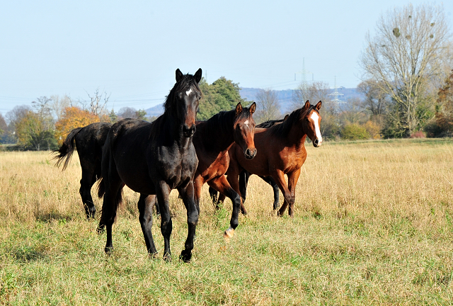 Jhrlingshengste von Saint Cyr und High Motion in Hmelschenburg - Foto: Beate Langels - 
Trakehner Gestt Hmelschenburg