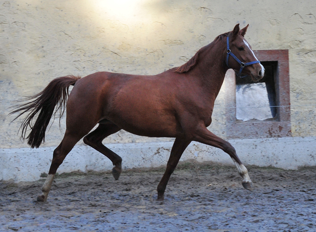 Glory Fire von Alter Fritz x Saint Cyr - Foto: Beate Langels - 
Trakehner Gestt Hmelschenburg