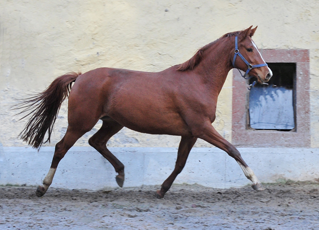 Glory Fire von Alter Fritz x Saint Cyr - Foto: Beate Langels - 
Trakehner Gestt Hmelschenburg