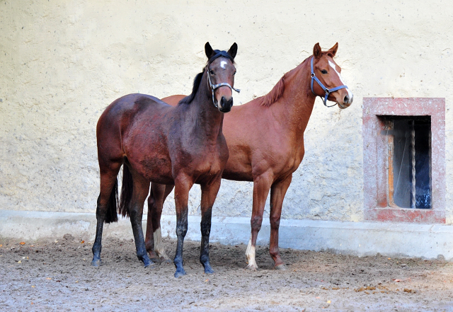 Glory Fire von Alter Fritz x Saint Cyr - Foto: Beate Langels - 
Trakehner Gestt Hmelschenburg