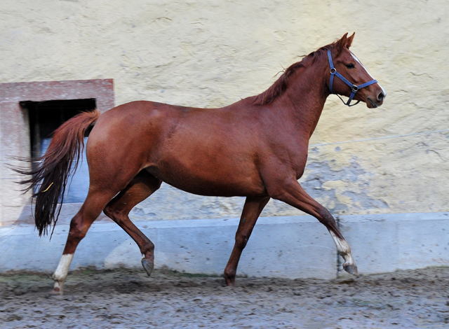 Glory Fire von Alter Fritz x Saint Cyr - Foto: Beate Langels - 
Trakehner Gestt Hmelschenburg