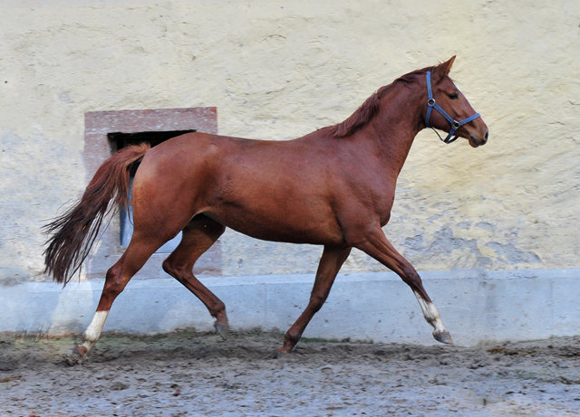 Glory Fire von Alter Fritz x Saint Cyr - Foto: Beate Langels - 
Trakehner Gestt Hmelschenburg