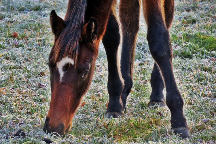 Hengstfohlen von Summertime u.d. Elitestute Schwalbenspiel v. Exclusiv -  Gestt Hmelschenburg am 8. Dezember 2012, Foto: Rolf Sander, Trakehner Gestt Hmelschenburg - Beate Langels