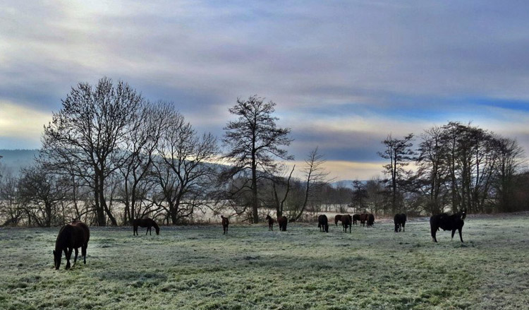Die Stutenherde des Gestt Hmelschenburg am 8. Dezember 2012, Foto: Rolf Sander, Trakehner Gestt Hmelschenburg - Beate Langels