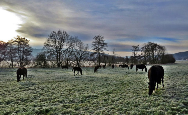 Die Stutenherde des Gestt Hmelschenburg am 8. Dezember 2012, Foto: Rolf Sander, Trakehner Gestt Hmelschenburg - Beate Langels