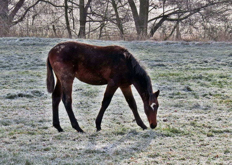 Hengstfohlen von Summertime u.d. Elitestute Schwalbenspiel v. Exclusiv - Gestt Hmelschenburg am 8. Dezember 2012, Foto: Rolf Sander, Trakehner Gestt Hmelschenburg - Beate Langels