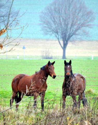 Trakehner Gestt Hmelschenburg - Foto: Beate Langels