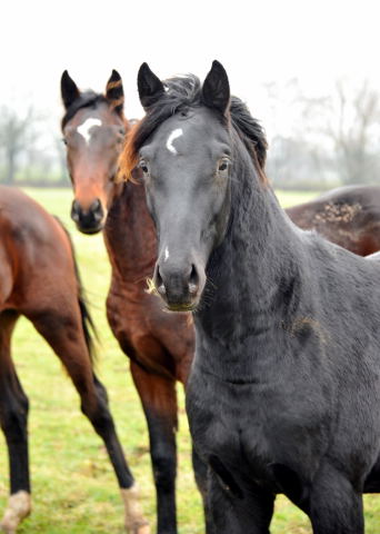Trakehner Gestt Hmelschenburg - Foto: Beate Langels