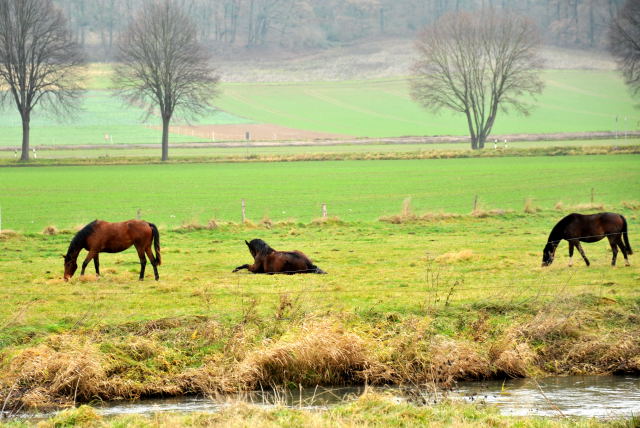Trakehner Gestt Hmelschenburg - Foto: Beate Langels