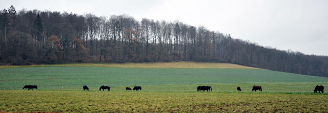 Trakehner Gestt Hmelschenburg - Foto: Beate Langels