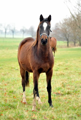 Zweijhrige Stuten im Trakehner Gestt Hmelschenburg - Foto: Beate Langels