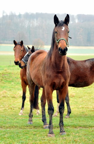Schwalbenlicht von Imperio im Trakehner Gestt Hmelschenburg - Foto: Beate Langels