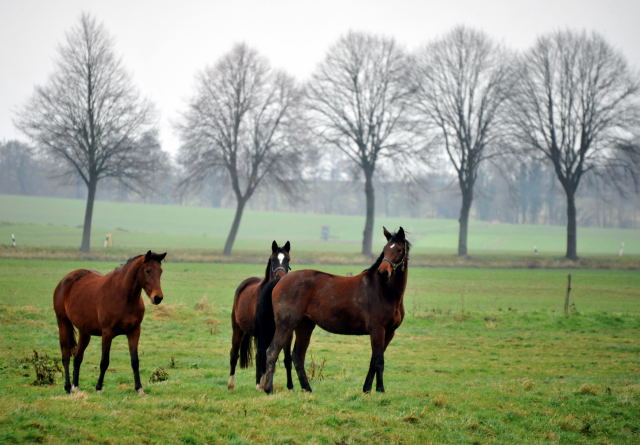 Die Hmelschenburger Jhrlingshengste im Trakehner Gestt Hmelschenburg - Foto: Beate Langels