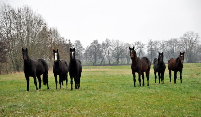 Die Hmelschenburger Jhrlingshengste im Trakehner Gestt Hmelschenburg - Foto: Beate Langels