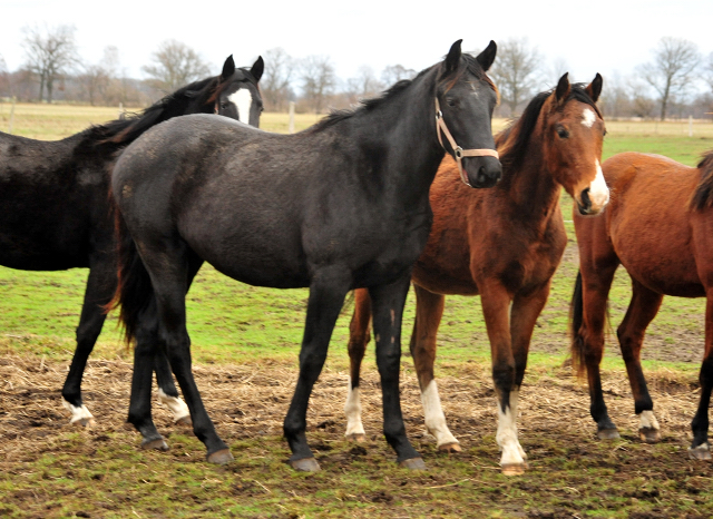 Jhrlingshengst von Millenium - im Gestt Schplitz  - Trakehner Gestt Hmelschenburg - Beate Langels