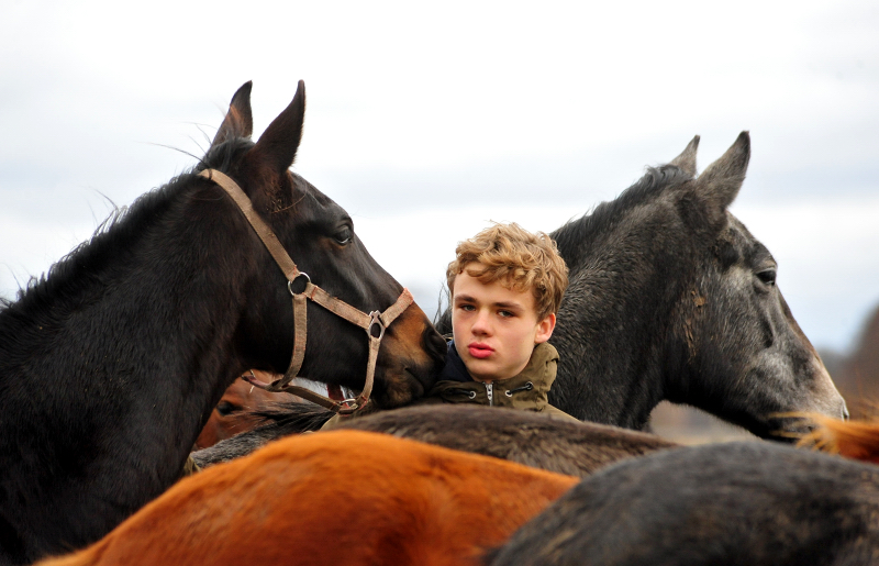 Die Gruppe der Jhrlingshengste im Gestt Schplitz  - Trakehner Gestt Hmelschenburg - Beate Langels