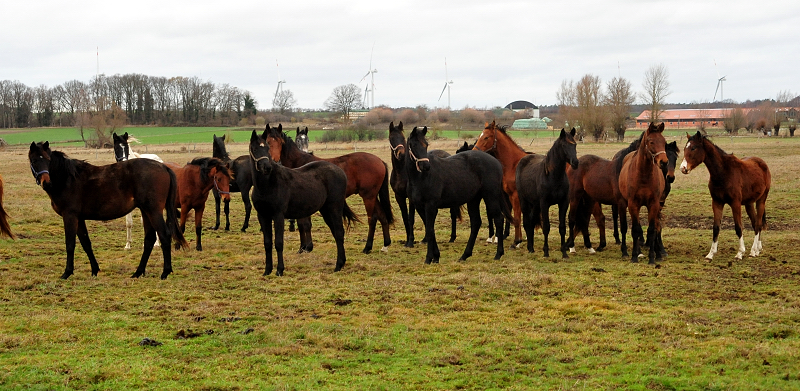 Die Gruppe der Jhrlingshengste Gestt Schplitz  - Trakehner Gestt Hmelschenburg - Beate Langels